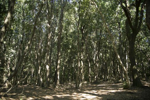 Dense Forest of Shrubs on the Mediterranean Coast