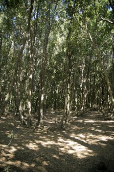 Dense Forest of Shrubs on the Mediterranean Coast