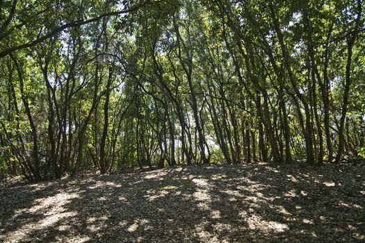 Dense Forest of Shrubs on the Mediterranean Coast