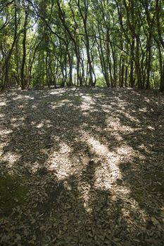 Dense Forest of Shrubs on the Mediterranean Coast