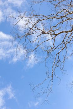 Dead tree without leaves on sky background