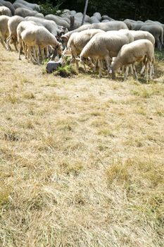 A flock of sheep grazing on a meadow in the mountains
