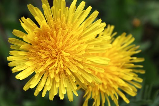 yellow Dandelion close up bright summer