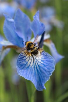 bumblebee and blue Iris close up macro