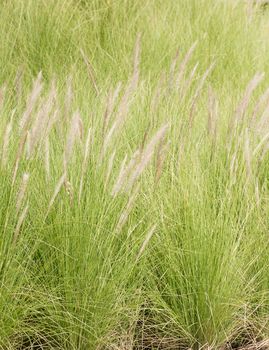 Imperata cylindrica Beauv of Feather grass in nature