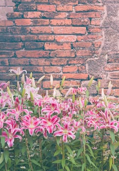 Close up of pink lily flower in garden with old brick wall vintage style