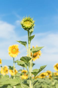 Close up Sunflower growth and blooming in field