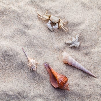 Sea shells,starfish and crab on beach sand for summer and beach concept. Studio shot beach background.