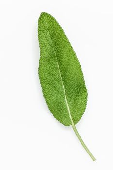 Closeup of single fresh sage leaves isolated on white background .