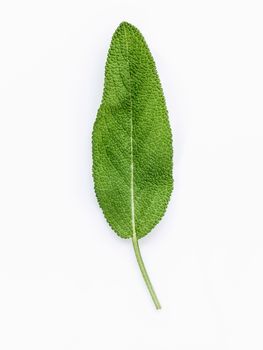 Closeup of single fresh sage leaves isolated on white background .