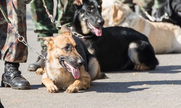 Army Soldier with dog, Training dogs of war