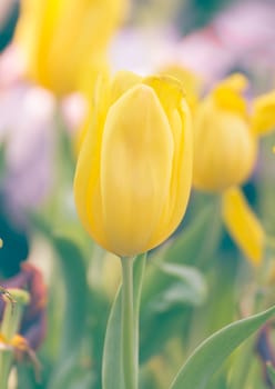 Close up Yellow tulip flower in garden