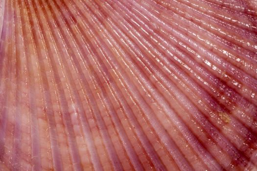 background of colorful sea shells of mollusk, close up.