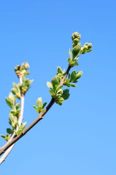 Spring season symbol. Tree twig with small green leaves against blue sky