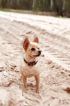 Small funny dog in collar on sand country road