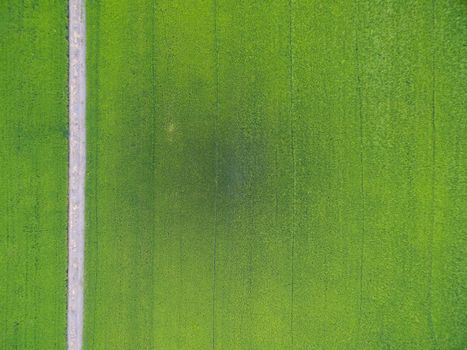 aerial view of rice, fields agricultural landscape of Asia thailand and path way, top and birdeyes view shot 90 degree