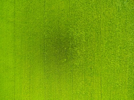 aerial view of rice, fields agricultural landscape of Asia thailand, top and birdeyes view shot 90 degree