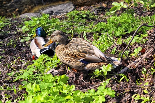 A couple of ducks on the green grass in Uzupis, by Neris river, Vilnius