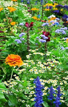 flower bed of bright flowers