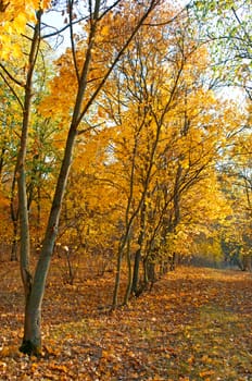 falling leaves in autumn forest