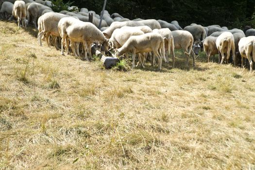 A flock of sheep grazing on a meadow in the mountains
