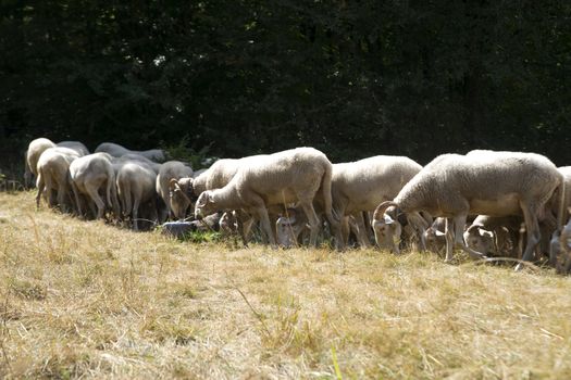 A flock of sheep grazing on a meadow in the mountains
