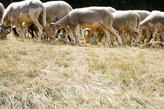 A flock of sheep grazing on a meadow in the mountains
