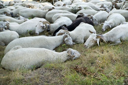 A flock of sheep grazing on a meadow in the mountains
