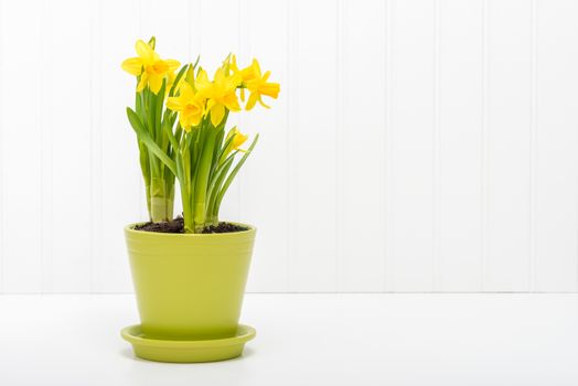 Arrangement of beautiful daffodils planted in a green flower pot.