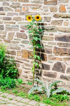 Two beautiful sunflowers against a brick wall.