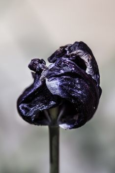 Withering violet tulip