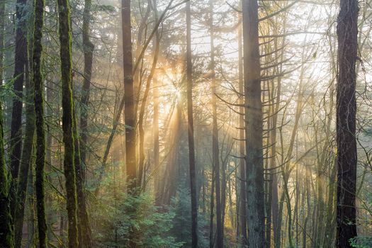 Sun Rays beaming through the morning mist in the Pacific Northwest Forest in Oregon