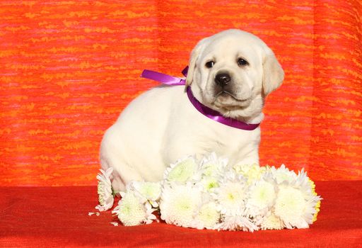 the yellow nice labrador puppy on red with flowers