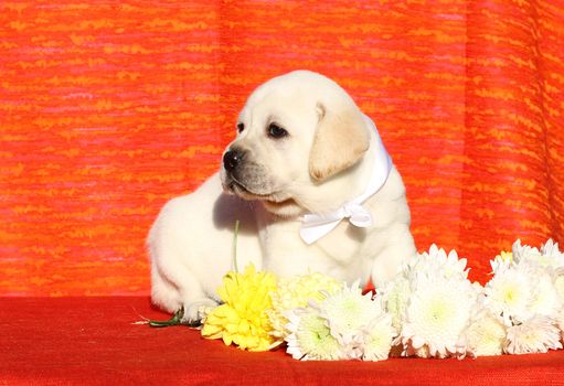 a yellow nice labrador puppy on red with flowers