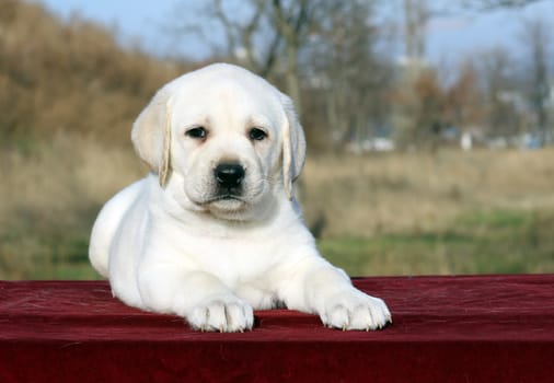 the yellow nice happy labrador puppy on red