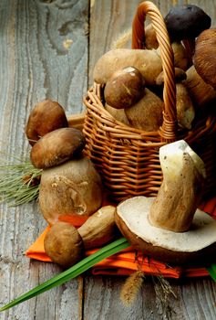 Heap of Fresh Raw Boletus and Porcini Mushrooms with Dry Stems and Grass in Wicker Basket on Orange Napkin closeup on Rustic Wooden background
