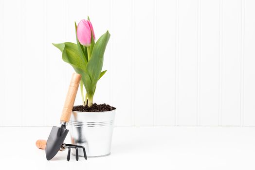 Beautiful pink tulip in a metal container with small garden tools.