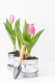 Three potted pink tulips with a small garden spade.