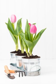 Thre potted pink tulips with gardening tools.
