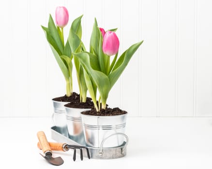 Three potted tulips in a tray with garden tools.