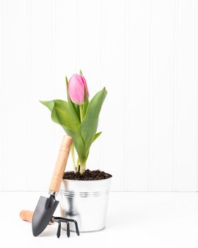 Single pink potted tulip with a small spade.