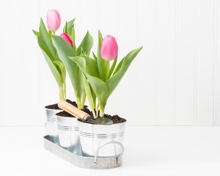 Potted spring pink tulips with a small garden shovel.