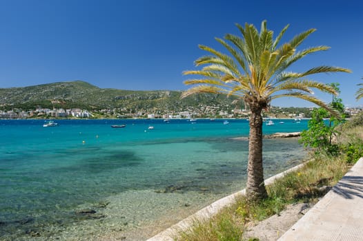 Porto Rafti harbor view with palmtree and fisher boats during springtime, Greece