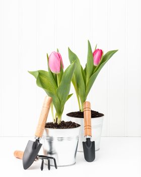 Two potted pink tulips with a variety of small garden tools.