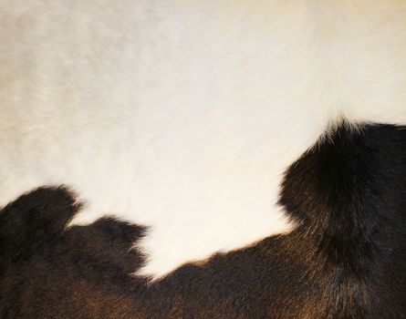 cow skin texture - closeup fur fashion. Background.