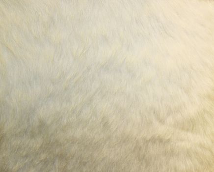 cow skin texture - closeup fur fashion. Background.