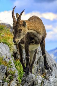 Female wild alpine ibex, capra ibex, or steinbock standing upon a rock in Alps mountain, France