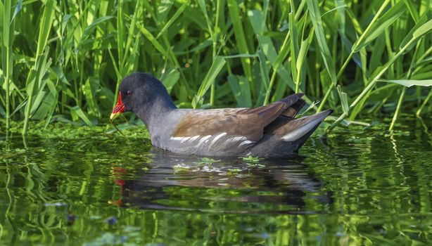 Common moorhen or swamp chicken, gallinula chloropus, floating on the water in front of tall green grass