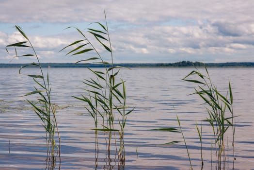 Beautiful summer lake, reeds in the foreground , on  background of forest and sky.