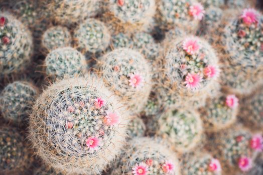  group of blossom cactuses in garden. Top view